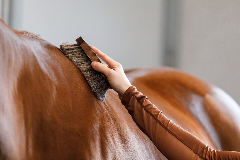 How To Groom A Horse: Tools And Techniques
