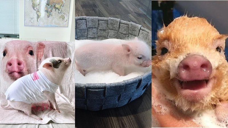 How To Groom And Bathe Your Pet Pig