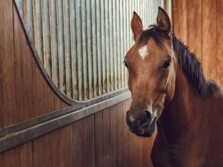 How To Handle A Nervous Or Aggressive Horse