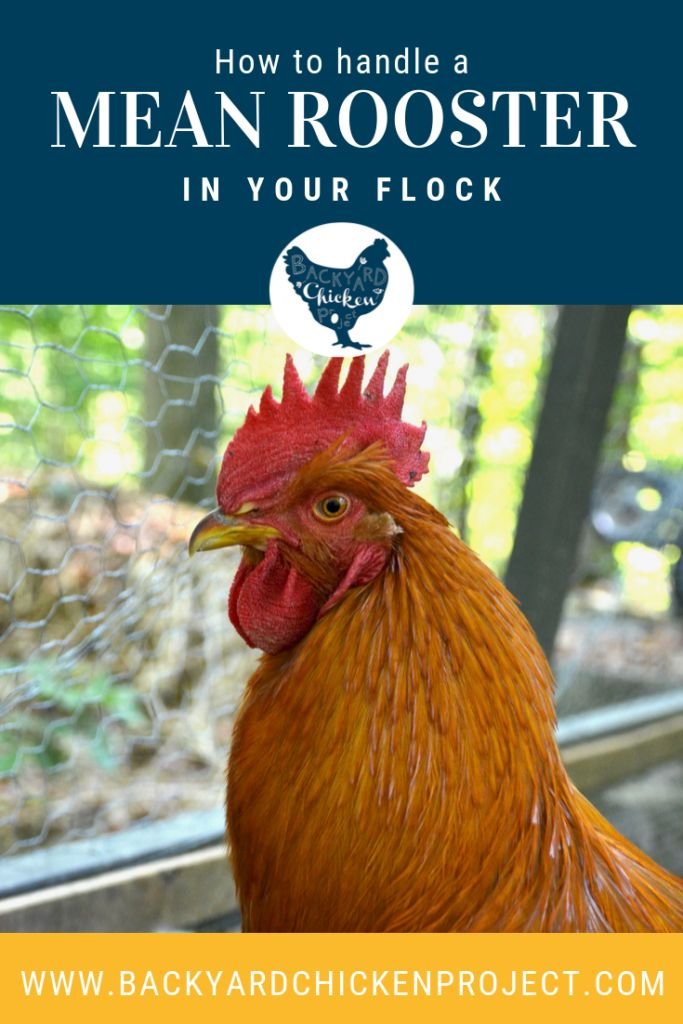 How To Handle Aggressive Chickens In Your Flock