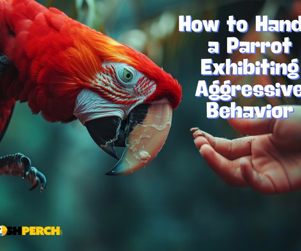 How To Handle Aggressive Or Fearful Macaws
