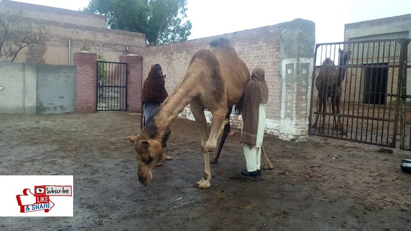 How To Handle And Restrain A Camel Safely