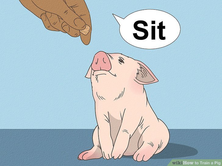 How To Handle And Train A Stubborn Pig
