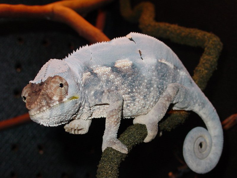 How To Handle Chameleon Shedding Properly