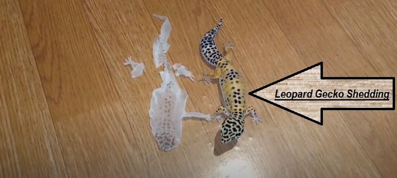 How To Handle Leopard Gecko Shedding Properly