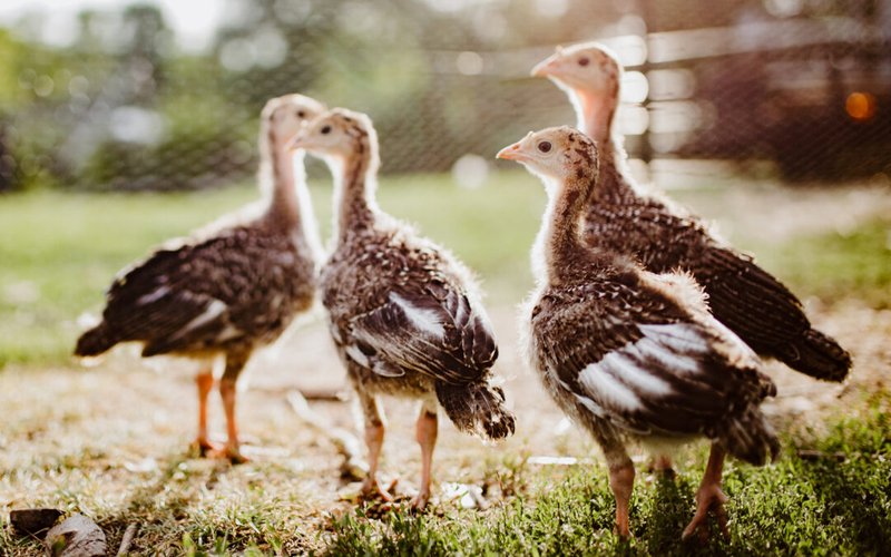 How To Hatch And Raise Turkey Poults (Chicks)