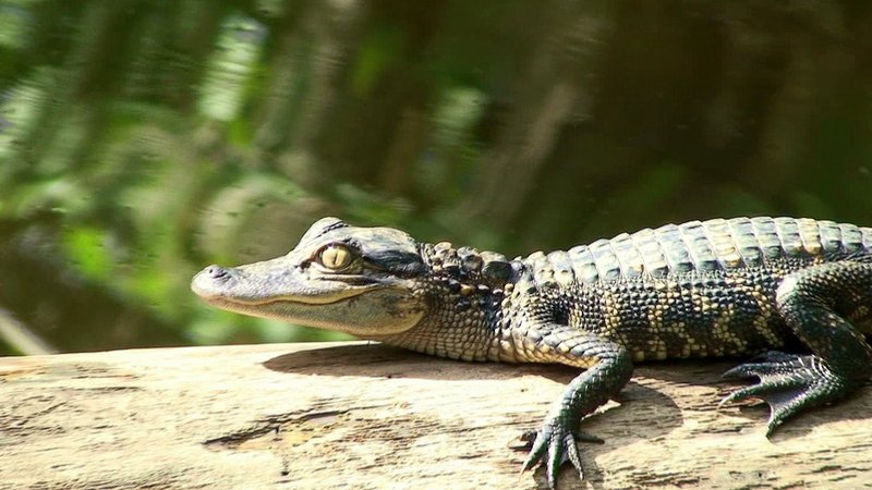 How To Identify A Alligator In The Wild