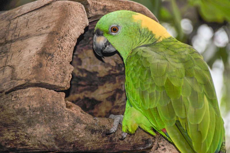 How To Identify A Amazon Parrot In The Wild