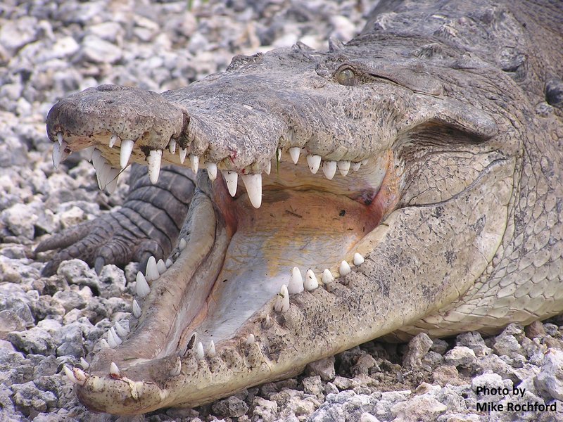 How To Identify A American Crocodile In The Wild