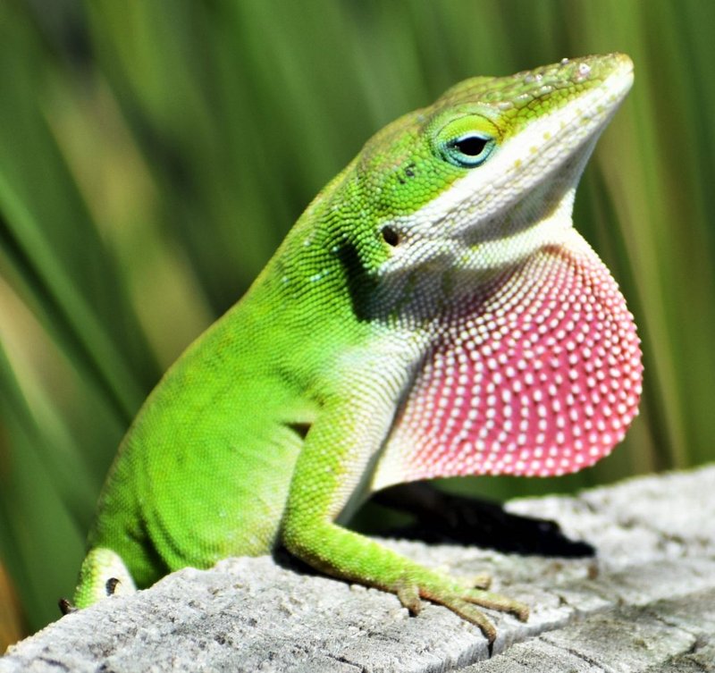 How To Identify A Anole Lizard In The Wild