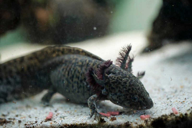 How To Identify A Axolotl In The Wild