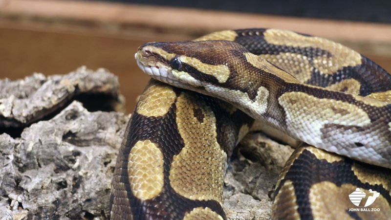 How To Identify A Ball Python In The Wild