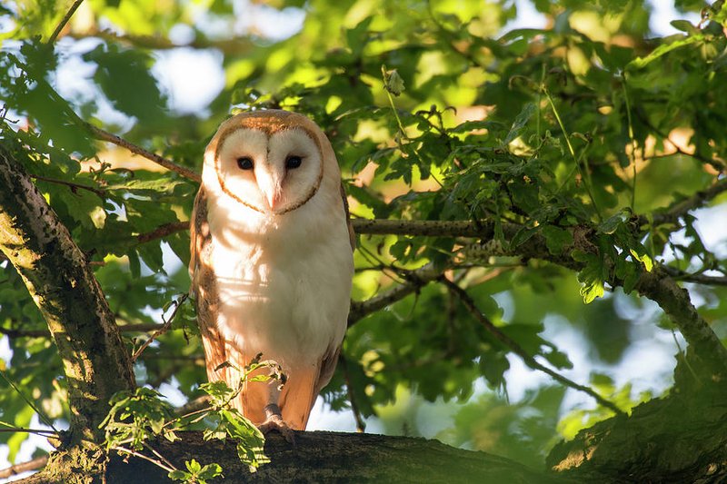 How To Identify A Barn Owl In The Wild