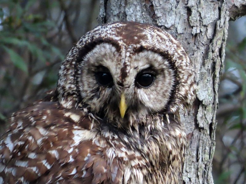 How To Identify A Barred Owl In The Wild