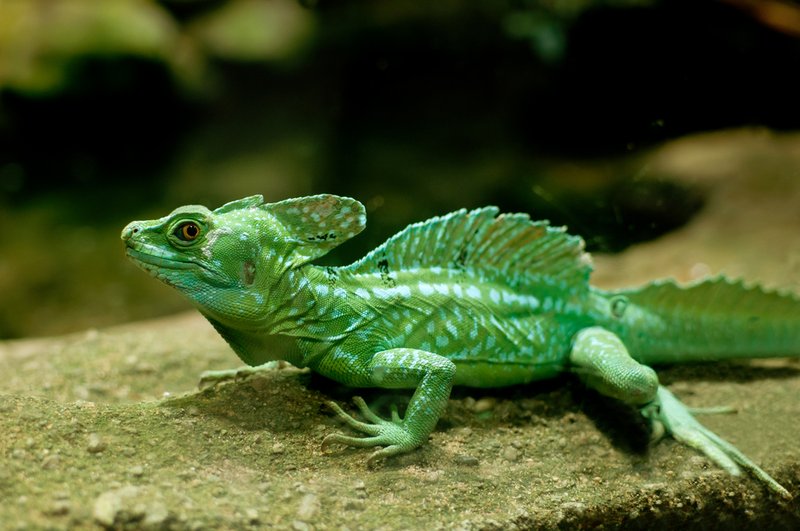 How To Identify A Basilisk Lizard In The Wild