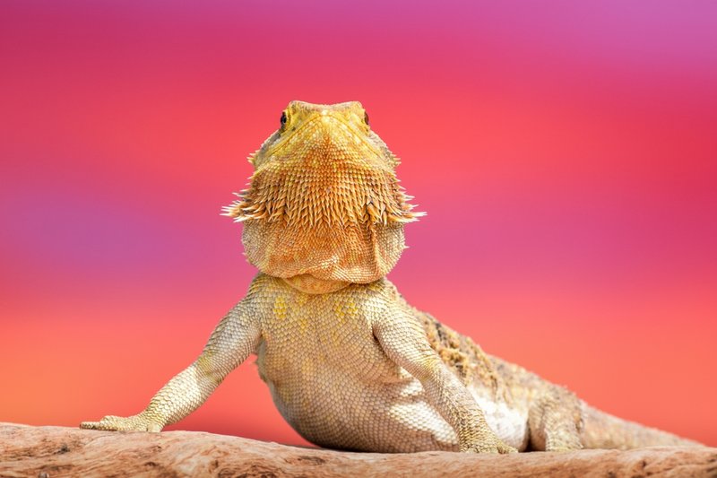 How To Identify A Bearded Dragon In The Wild