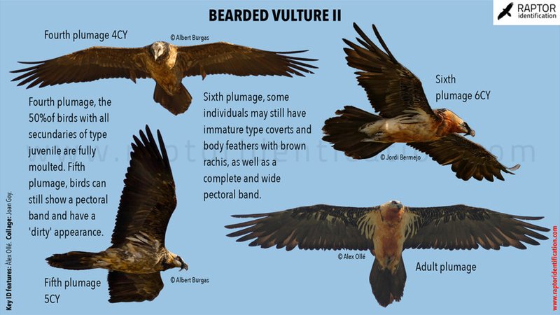 How To Identify A Bearded Vulture In The Wild