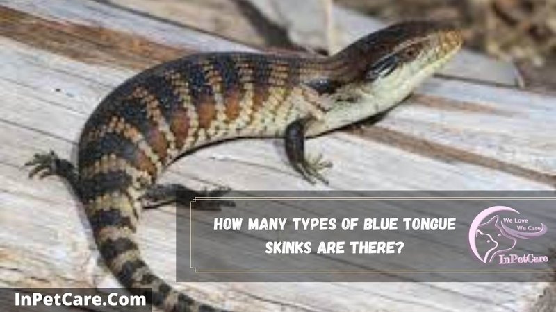 How To Identify A Blue-Tongue Skink In The Wild
