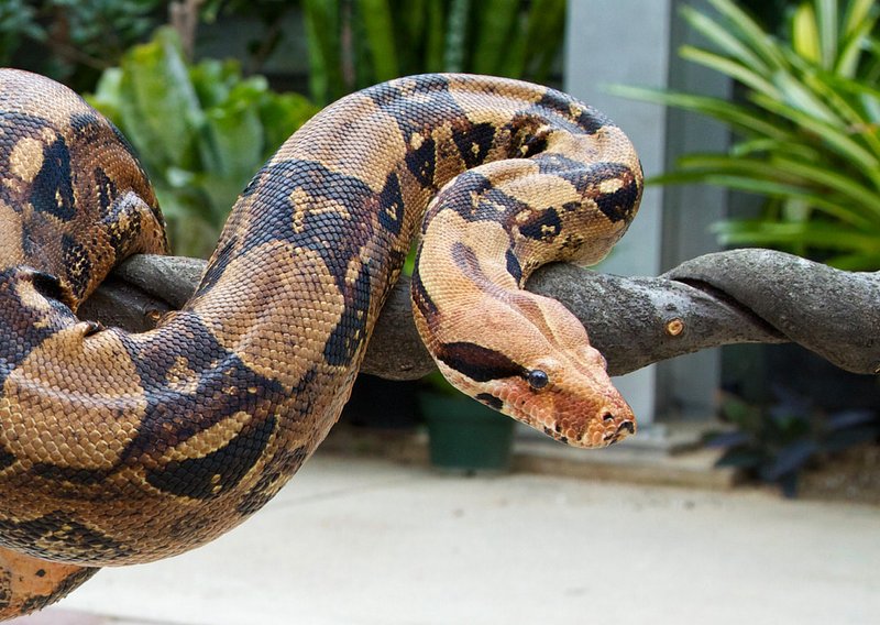 How To Identify A Boa Constrictor In The Wild