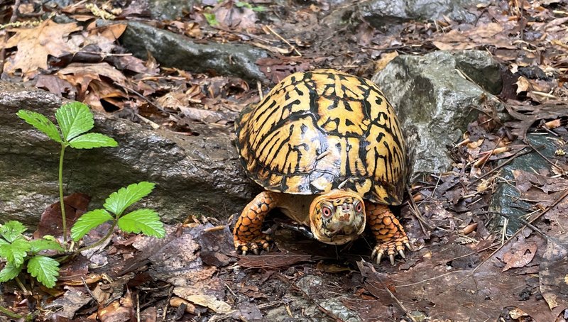 How To Identify A Box Turtle In The Wild