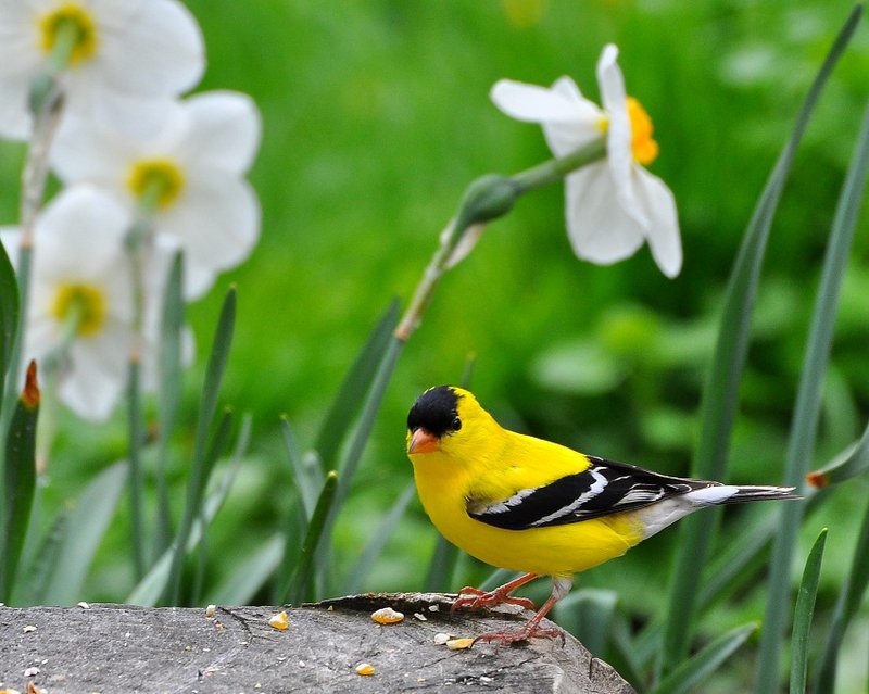 How To Identify A Canary In The Wild