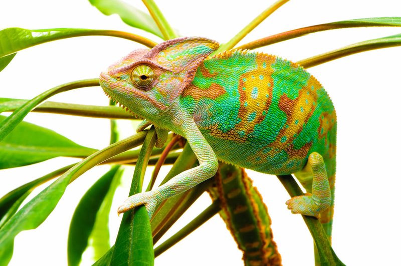 How To Identify A Chameleon In The Wild