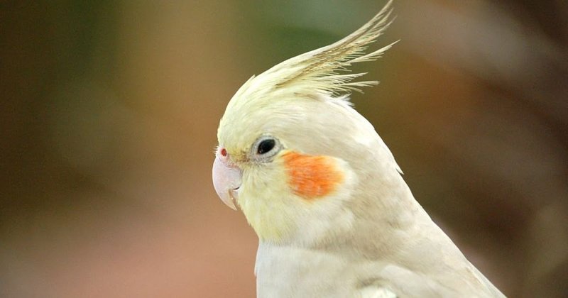 How To Identify A Cockatiel In The Wild