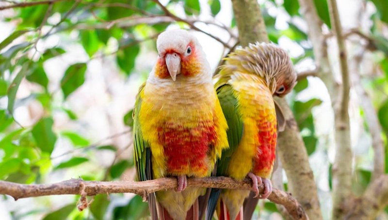 How To Identify A Conure In The Wild
