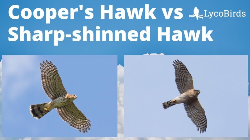 How To Identify A Cooper’S Hawk In The Wild