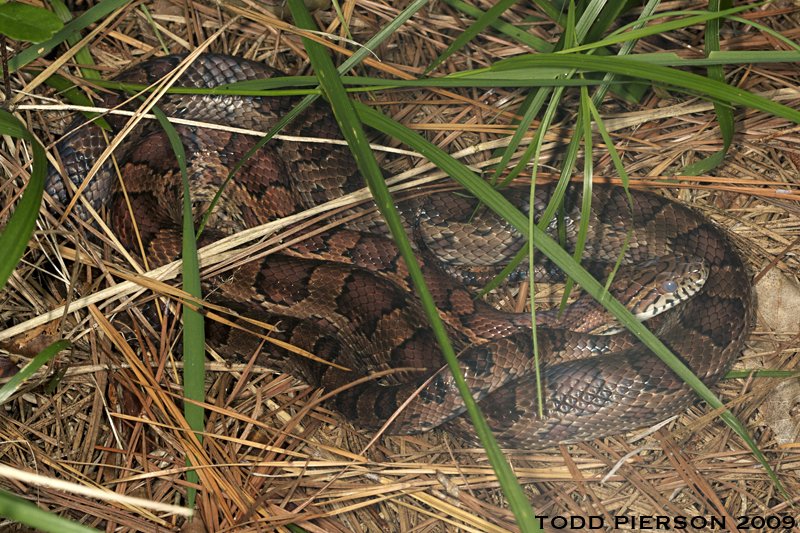 How To Identify A Corn Snake In The Wild
