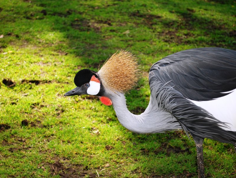 How To Identify A Crane In The Wild