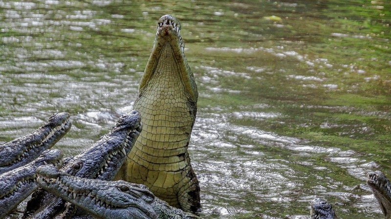 How To Identify A Crocodile In The Wild