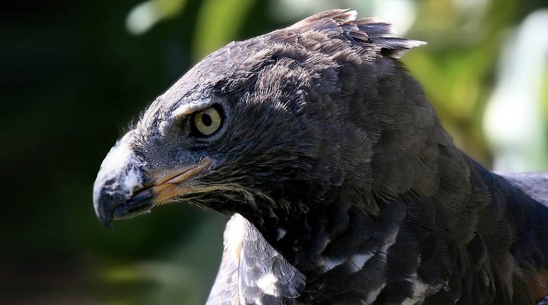 How To Identify A Crowned Eagle In The Wild