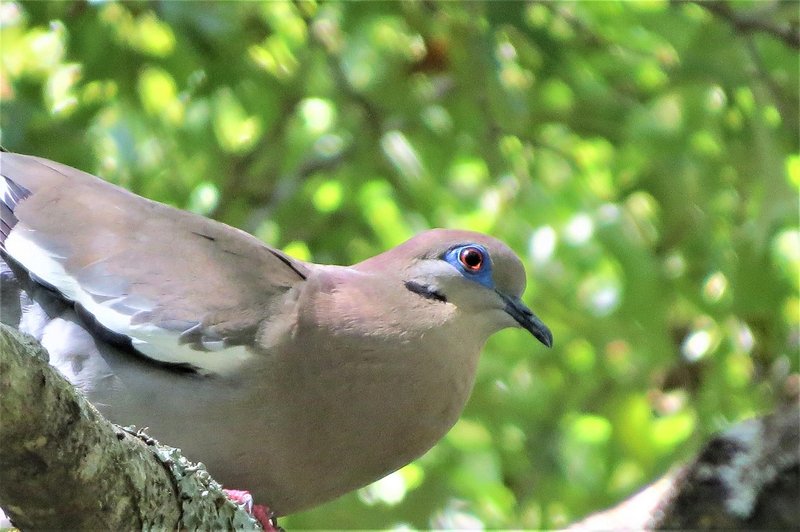 How To Identify A Dove In The Wild