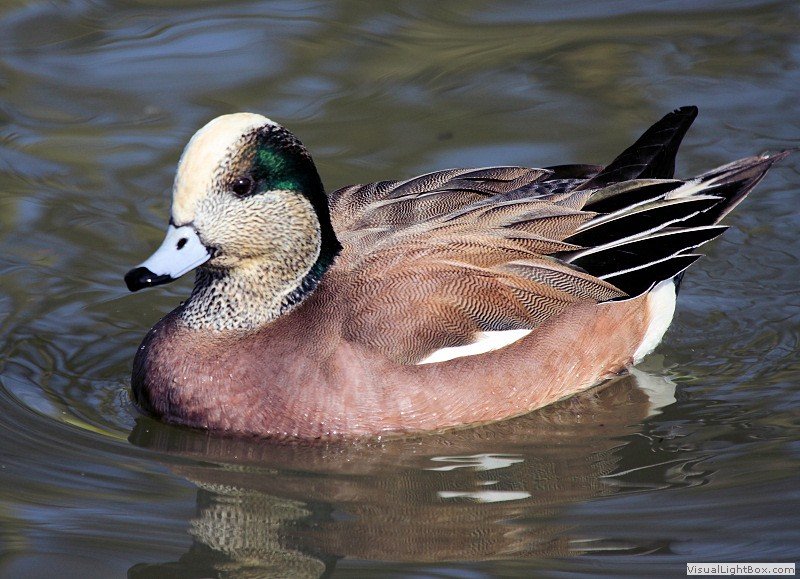 How To Identify A Duck In The Wild