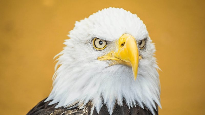 How To Identify A Eagle In The Wild