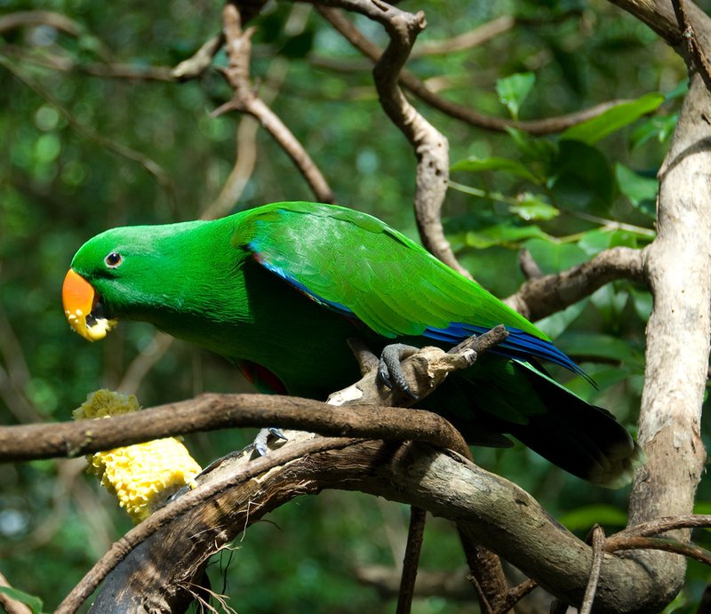 How To Identify A Eclectus Parrot In The Wild