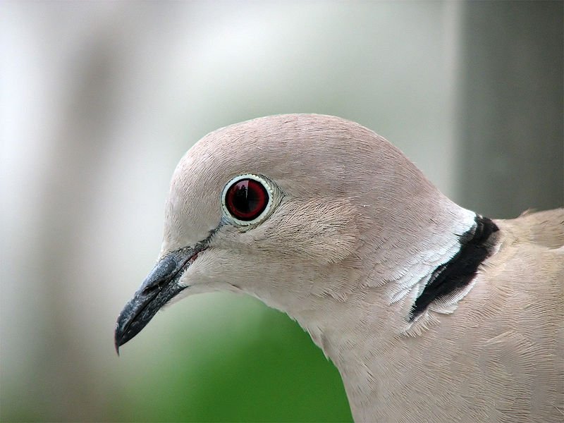 How To Identify A Eurasian Collared Dove In The Wild