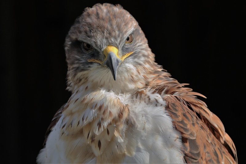How To Identify A Ferruginous Hawk In The Wild