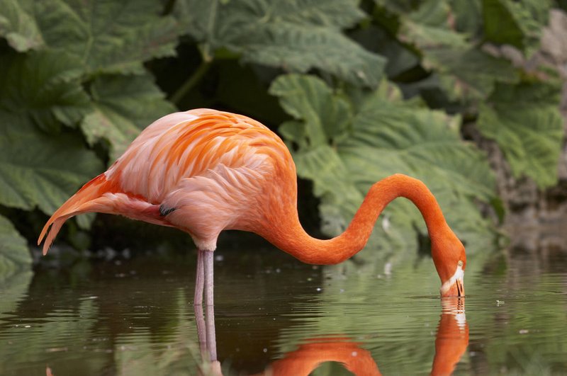 How To Identify A Flamingo In The Wild