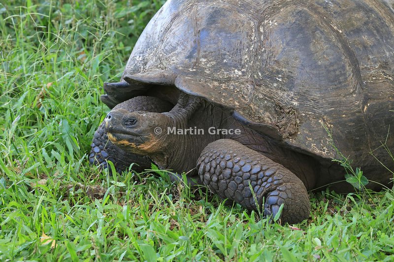 How To Identify A Galã¡Pagos Tortoise In The Wild