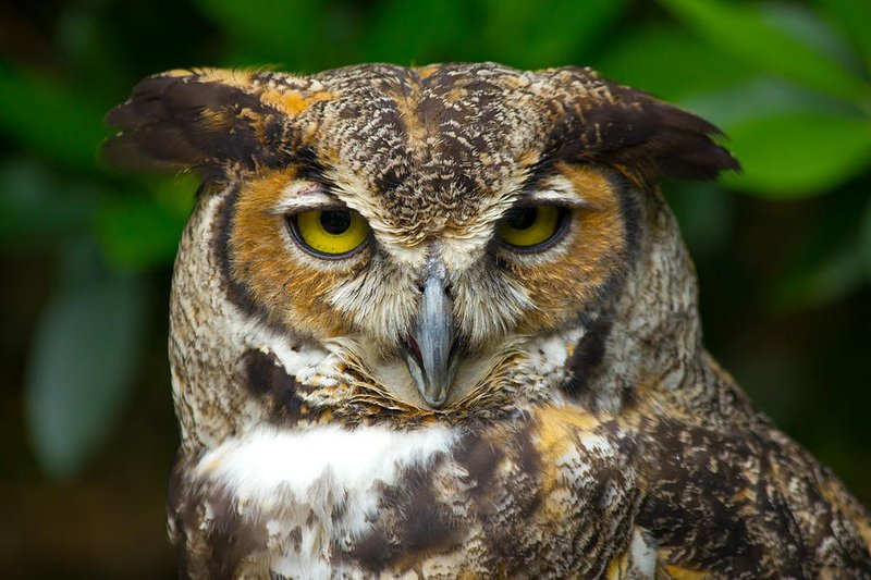 How To Identify A Great Horned Owl In The Wild