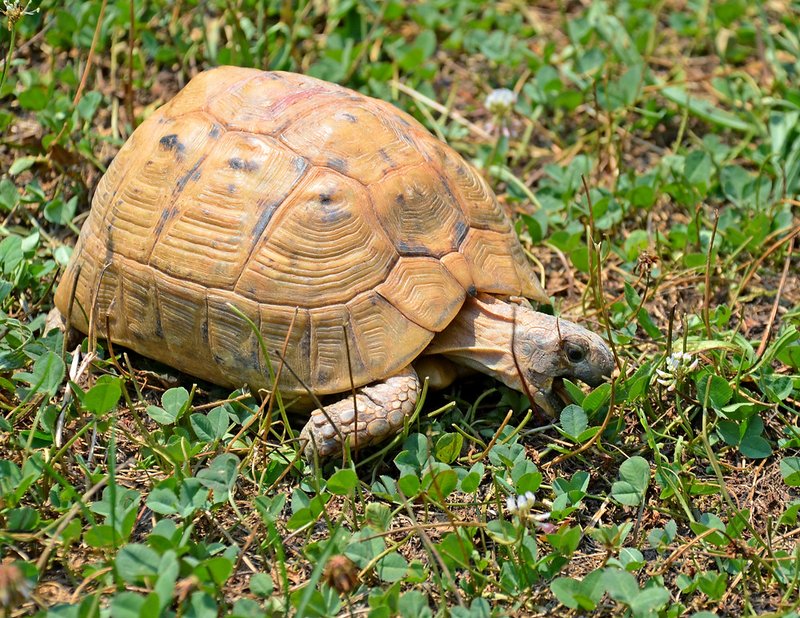 How To Identify A Greek Tortoise