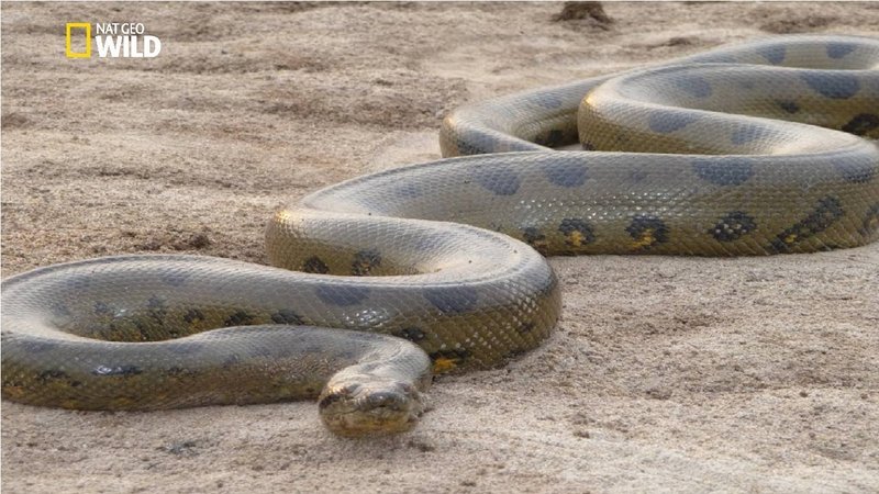 How To Identify A Green Anaconda In The Wild