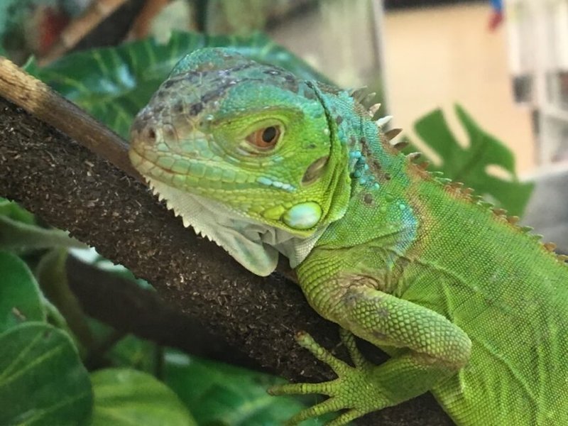 How To Identify A Green Iguana