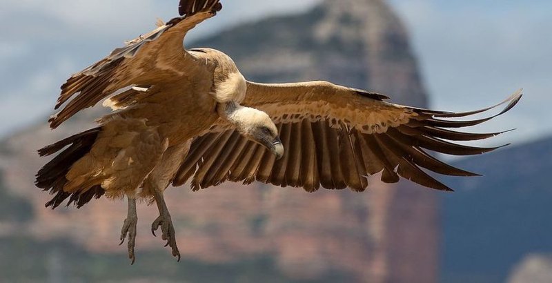 How To Identify A Griffon Vulture In The Wild