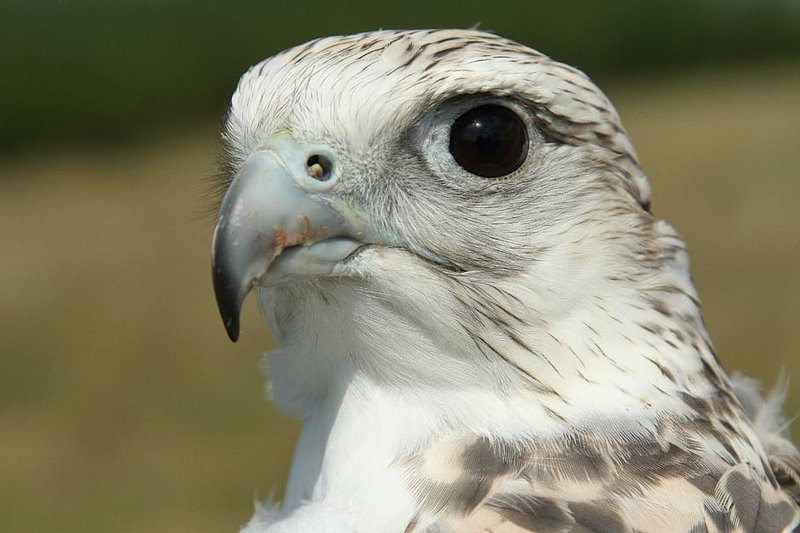 How To Identify A Gyrfalcon In The Wild