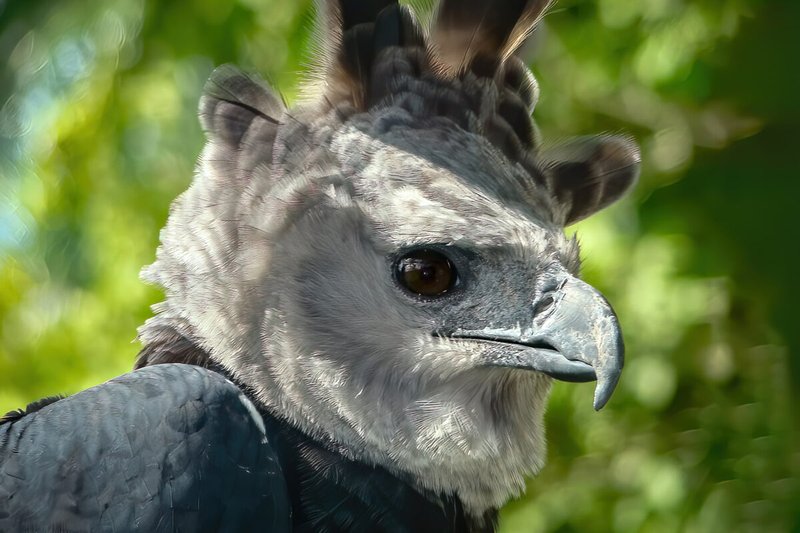 How To Identify A Harpy Eagle In The Wild