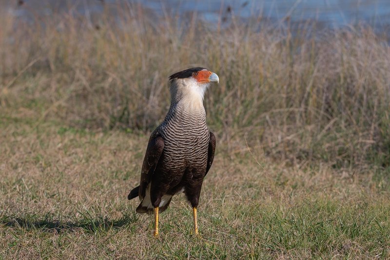 How To Identify A Hawk In The Wild