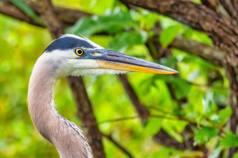 How To Identify A Heron In The Wild